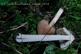 Inocybe neobrunnescens image