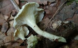 Clitocybe trulliformis image