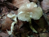 Clitocybe trulliformis image