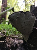 Ganoderma lobatum image