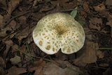 Russula parvovirescens image