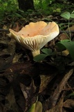 Lactifluus hygrophoroides image