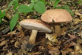 Tylopilus rubrobrunneus image