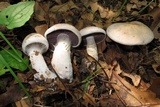 Cortinarius alboviolaceus image