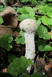 Hypomyces hyalinus image