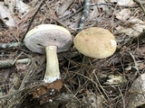 Tylopilus felleus image