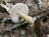 Tylopilus felleus image