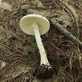 Amanita aestivalis image