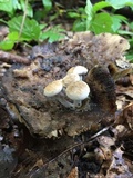 Asterophora lycoperdoides image