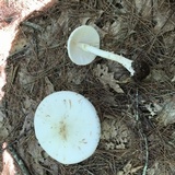 Amanita aestivalis image