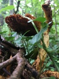 Neolentinus lepideus image