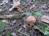 Austroboletus gracilis image