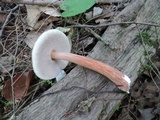 Austroboletus gracilis image