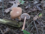 Austroboletus gracilis image