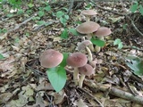 Tylopilus rubrobrunneus image