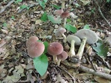 Tylopilus rubrobrunneus image