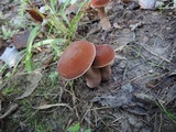 Tylopilus badiceps image
