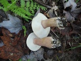 Tylopilus badiceps image