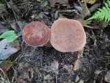 Tylopilus badiceps image