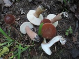 Tylopilus badiceps image