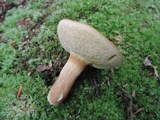Xanthoconium affine image
