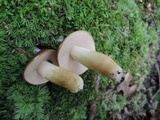 Xanthoconium affine image