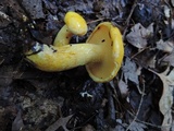 Suillus subaureus image