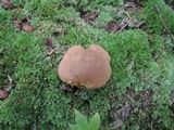 Aureoboletus innixus image