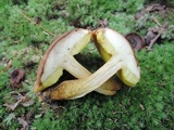 Aureoboletus innixus image