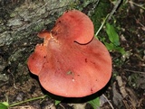 Fistulina hepatica image