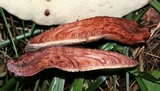 Fistulina hepatica image