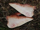 Fistulina hepatica image