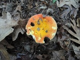 Russula aurea image