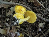 Suillus americanus image