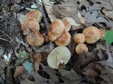 Tricholoma fulvum image
