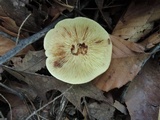 Tricholoma fulvum image