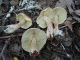 Tricholoma fulvum image