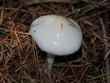Limacella illinita image