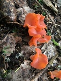Guepinia helvelloides image