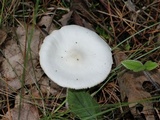 Limacella illinita image