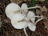 Limacella illinita image