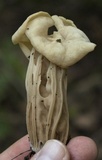 Helvella crispa image