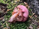 Fistulina hepatica image