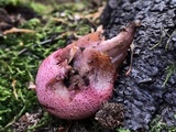 Fistulina hepatica image