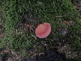Fistulina hepatica image