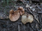 Lactarius imperceptus image