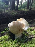 Lactarius piperatus image