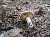 Lactarius sumstinei image