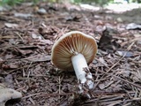 Lactarius sumstinei image