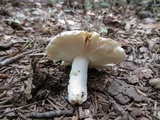 Russula crustosa image